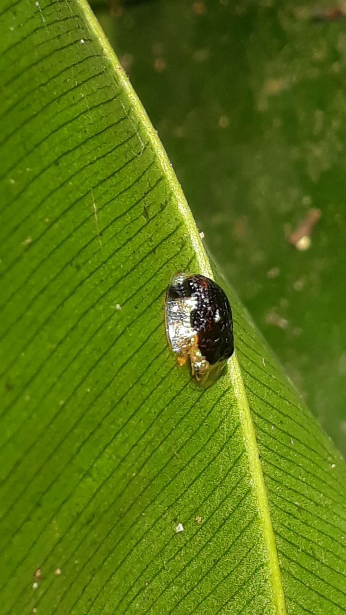 Слика од Microctenochira infantula (Boheman 1862)