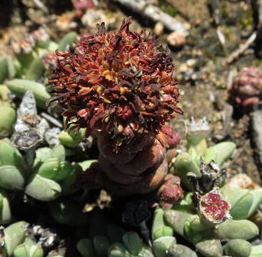 Image of Crassula columnaris subsp. columnaris