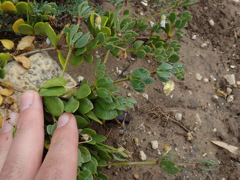 Image de Roepera maritima (Eckl. & Zeyh.) Beier & Thulin