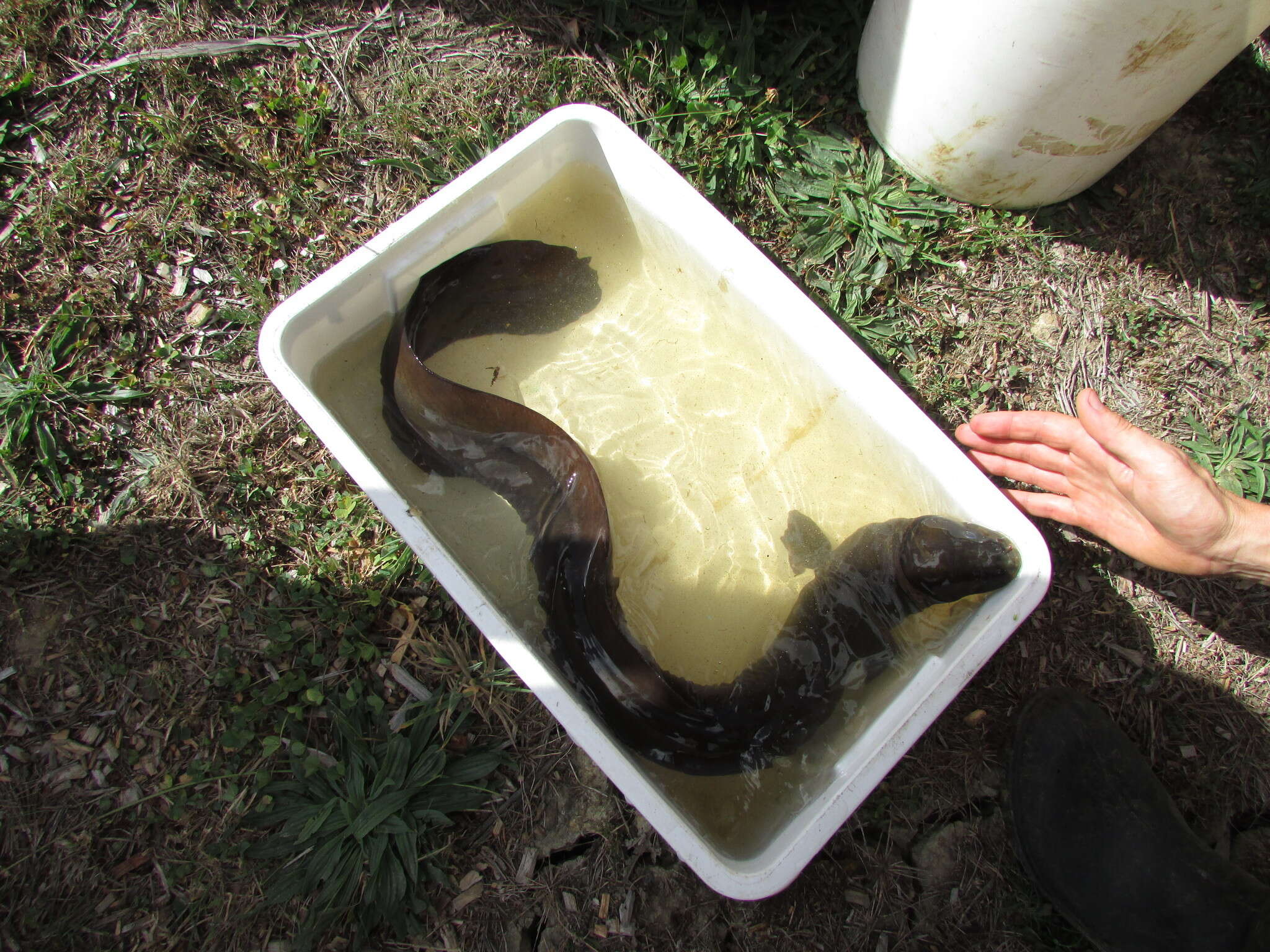 Image of Longfin eel