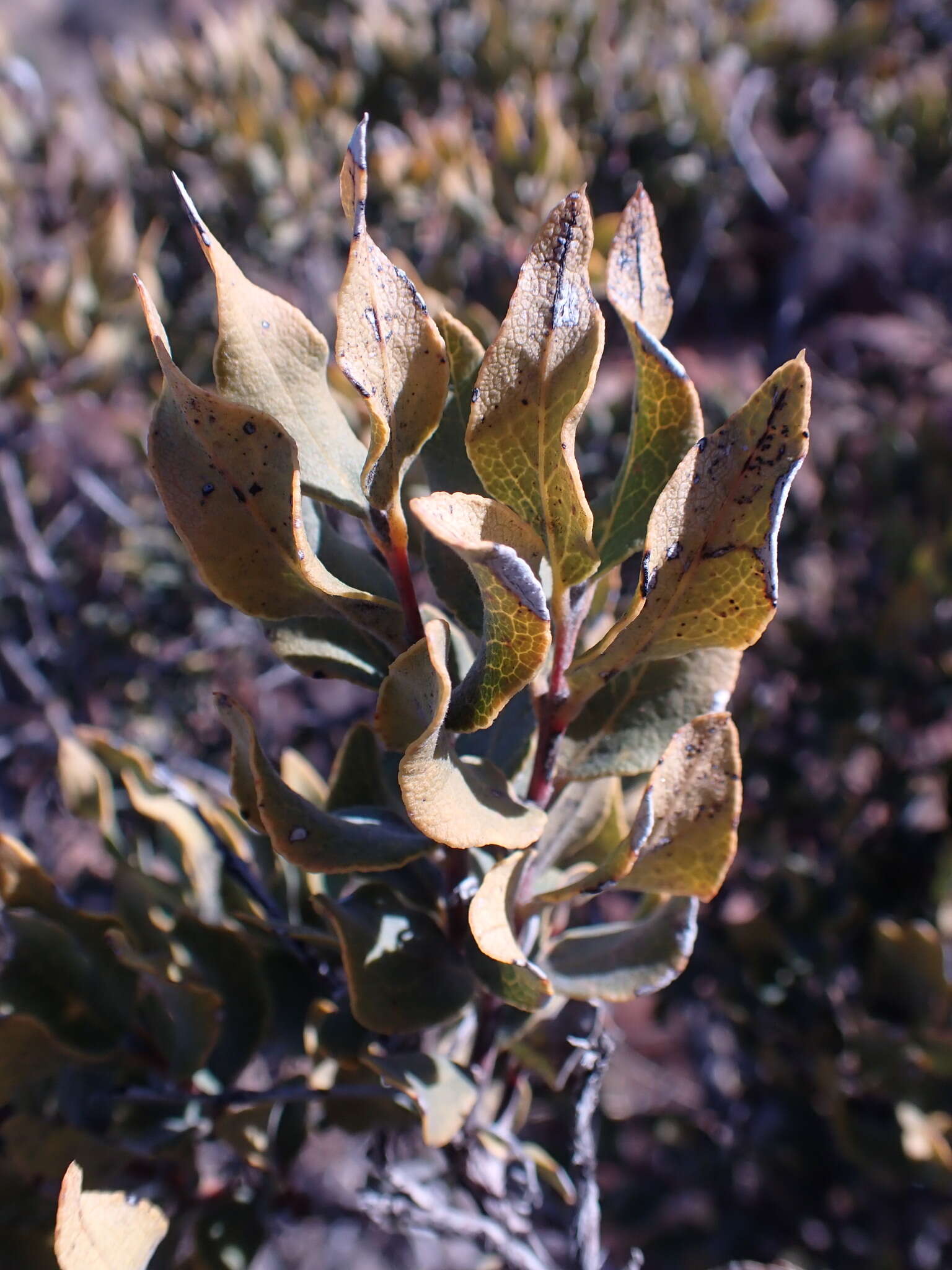 Euclea crispa subsp. ovata (Burch.) F. White的圖片