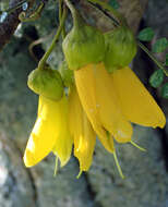 Image of Sophora microphylla var. longicarinata (G. Simpson) Allan