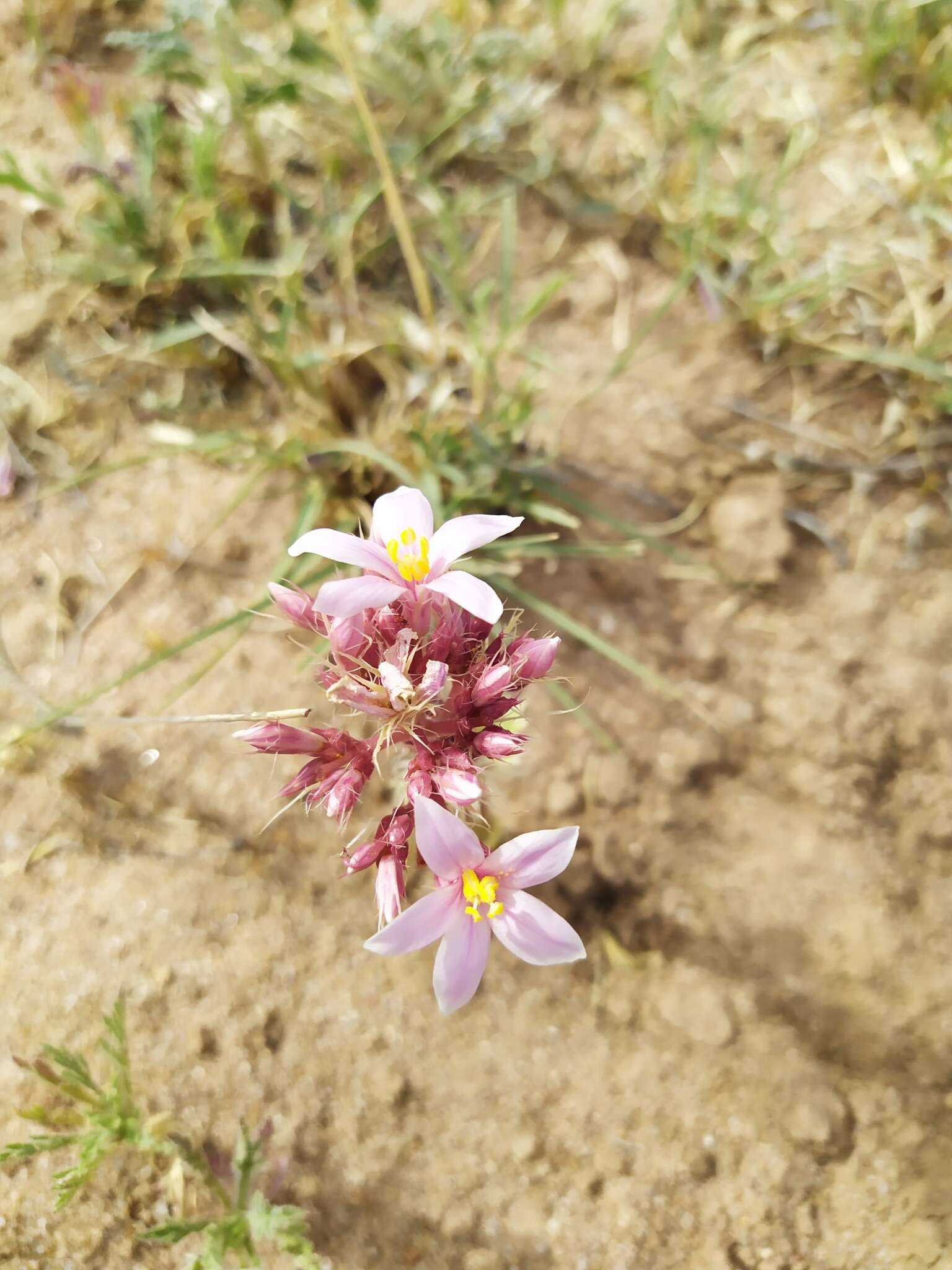 Слика од Jatropha macrorhiza Benth.