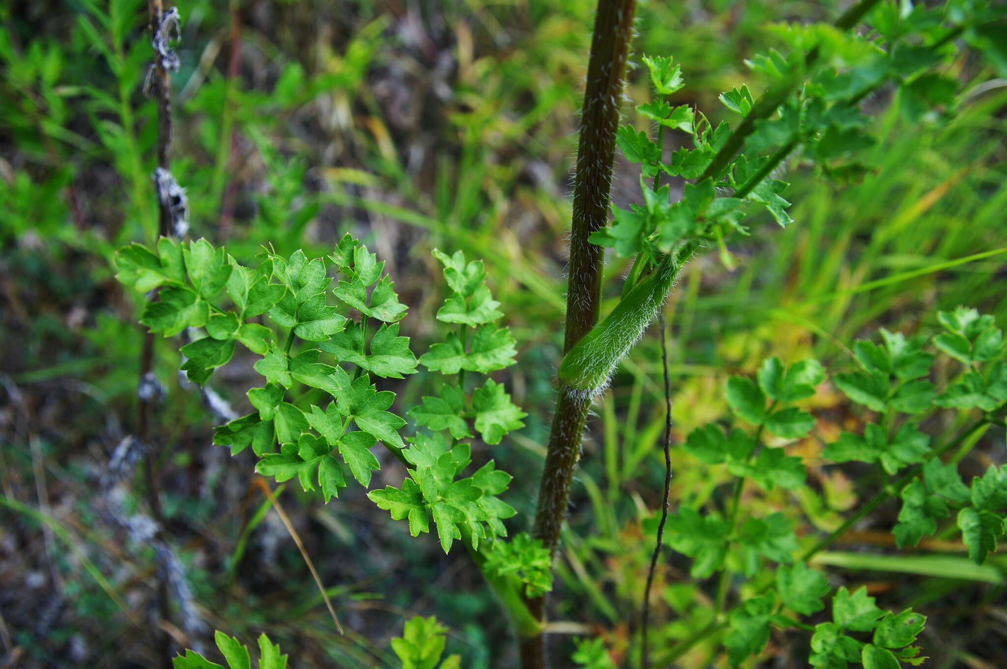 صورة Silphiodaucus hispidus