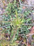 Image of hairy lettuce