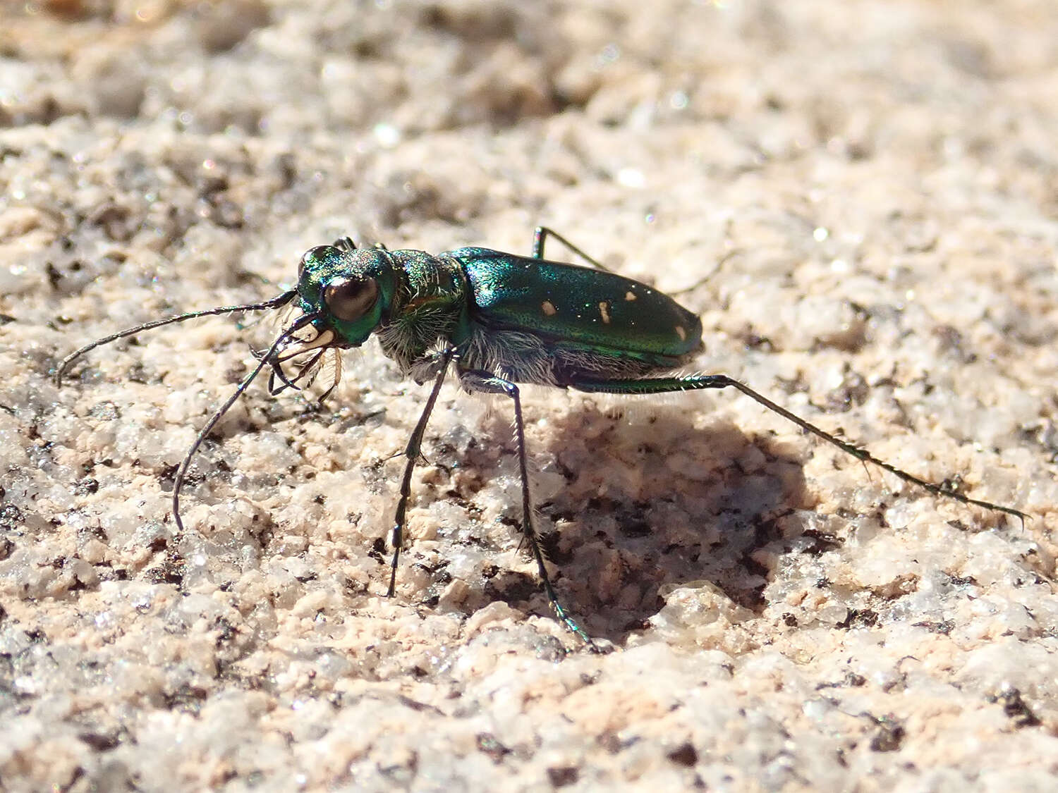 Image of Cicindela (Cicindela) depressula depressula Casey 1897