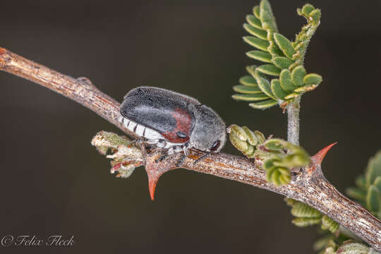 Слика од Megalostomis (Pygidiocarina) dimidiata Lacordaire 1848