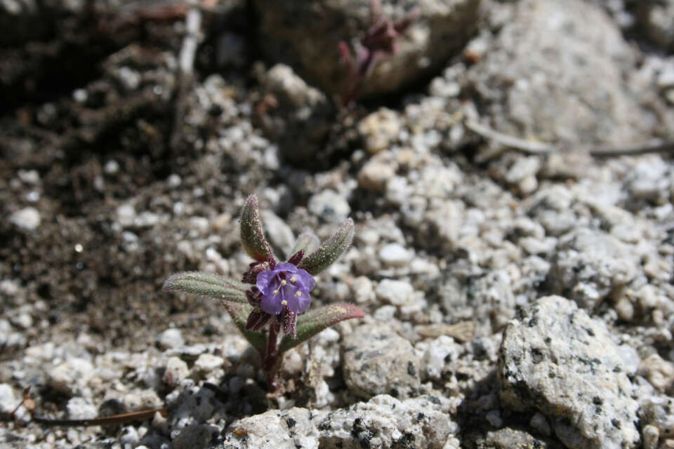 Image of Quick's phacelia