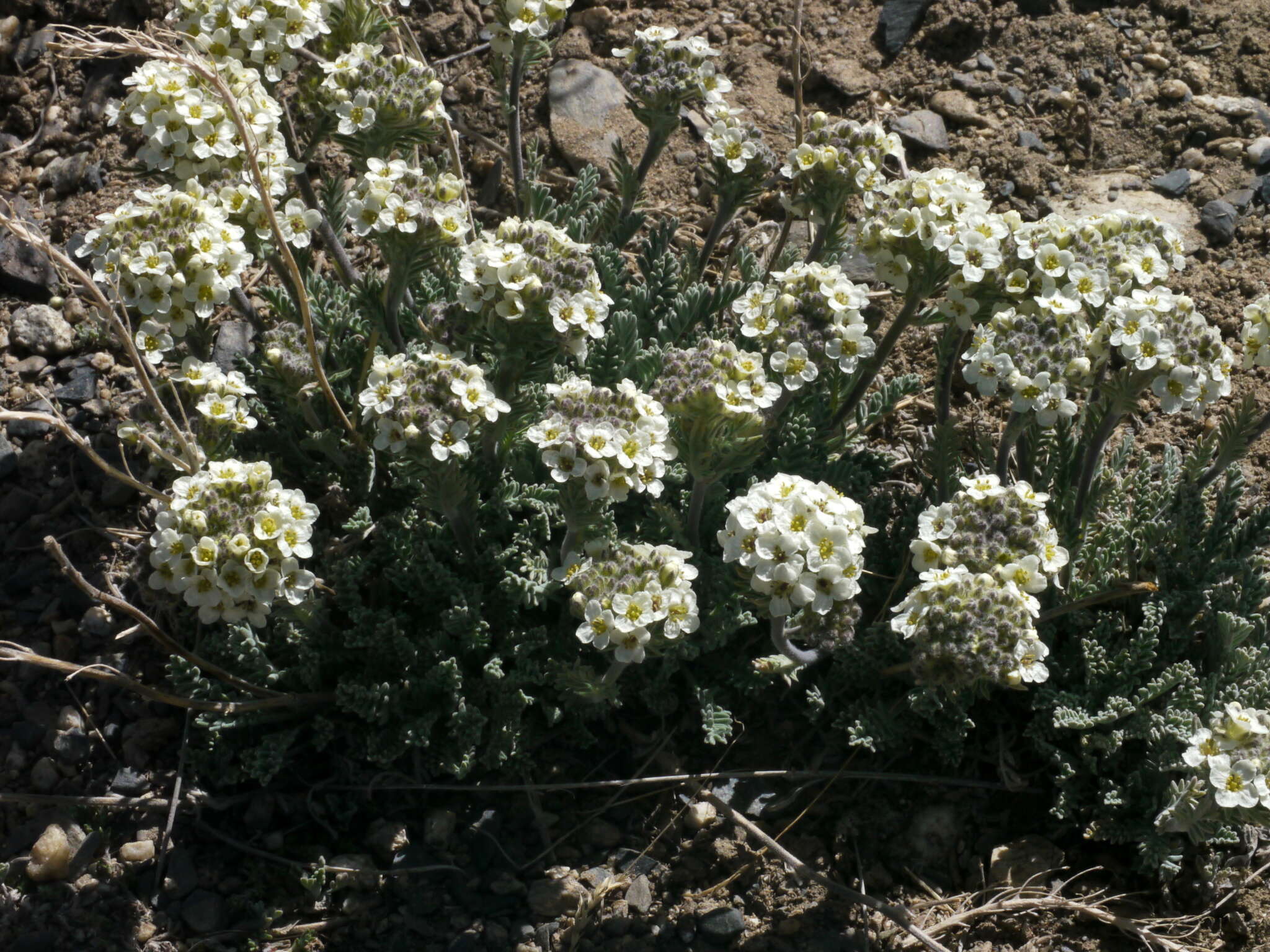 Image of alpine smelowskia
