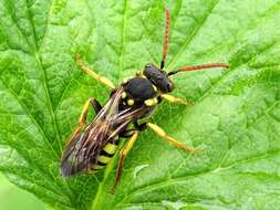 Image of Nomada succincta Panzer 1798