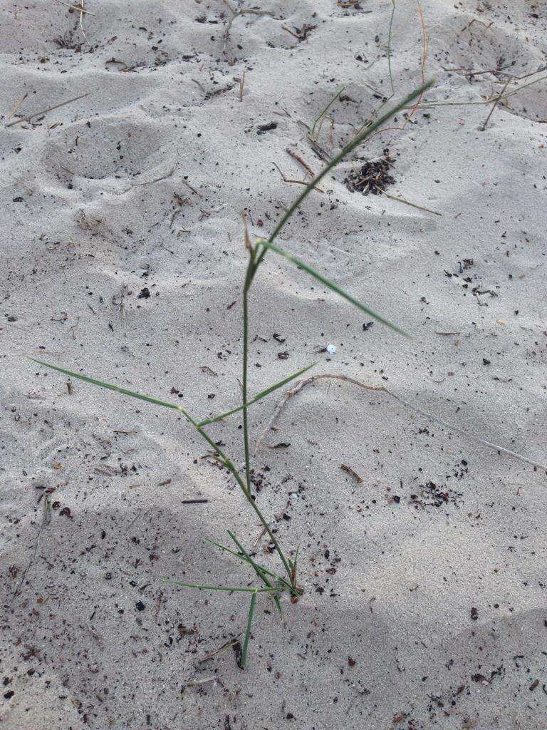 Image of pyp grass