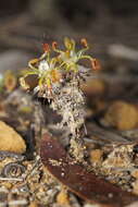 Image de Drosera scorpioides Planch.