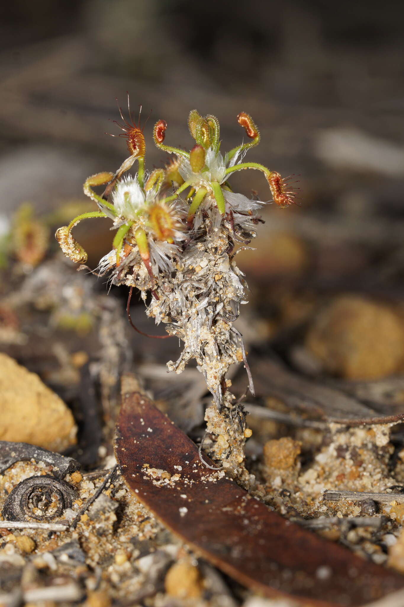 Image de Drosera scorpioides Planch.