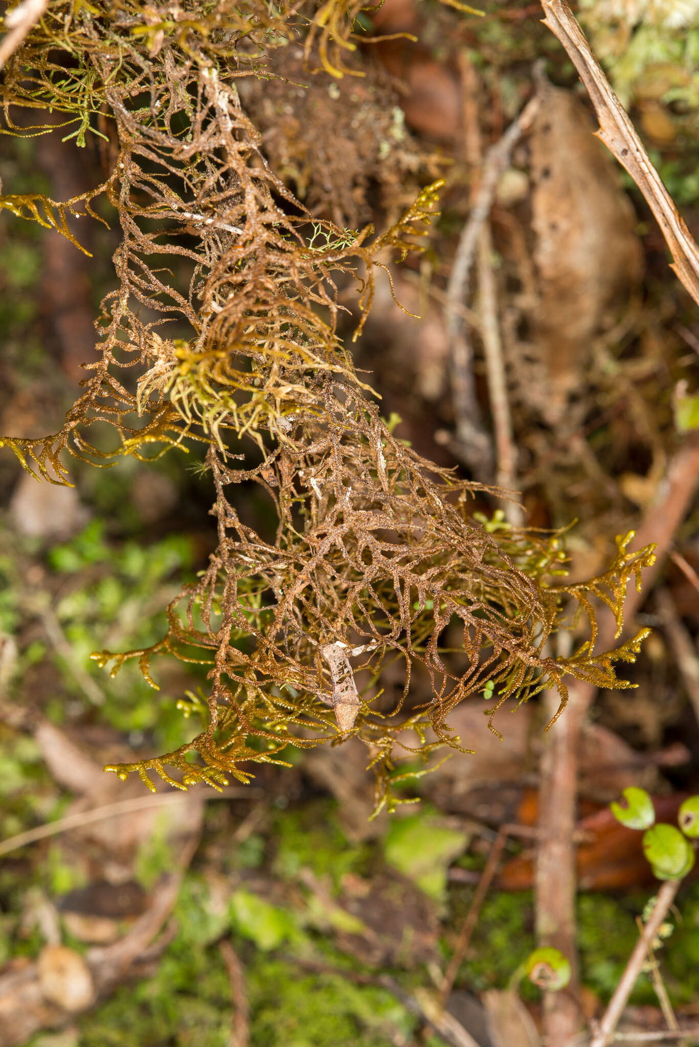 Image of Dendromastigophora flagellifera (Hook.) R. M. Schust.