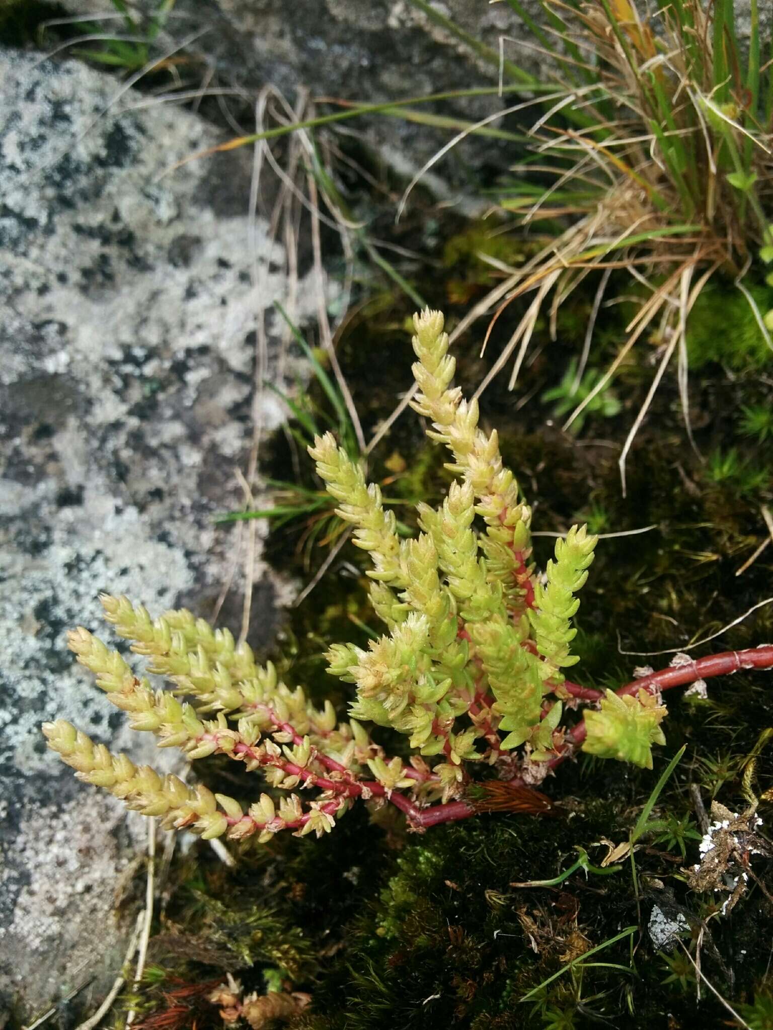 Crassula sieberiana (Schultes & J. H. Schultes) Druce resmi