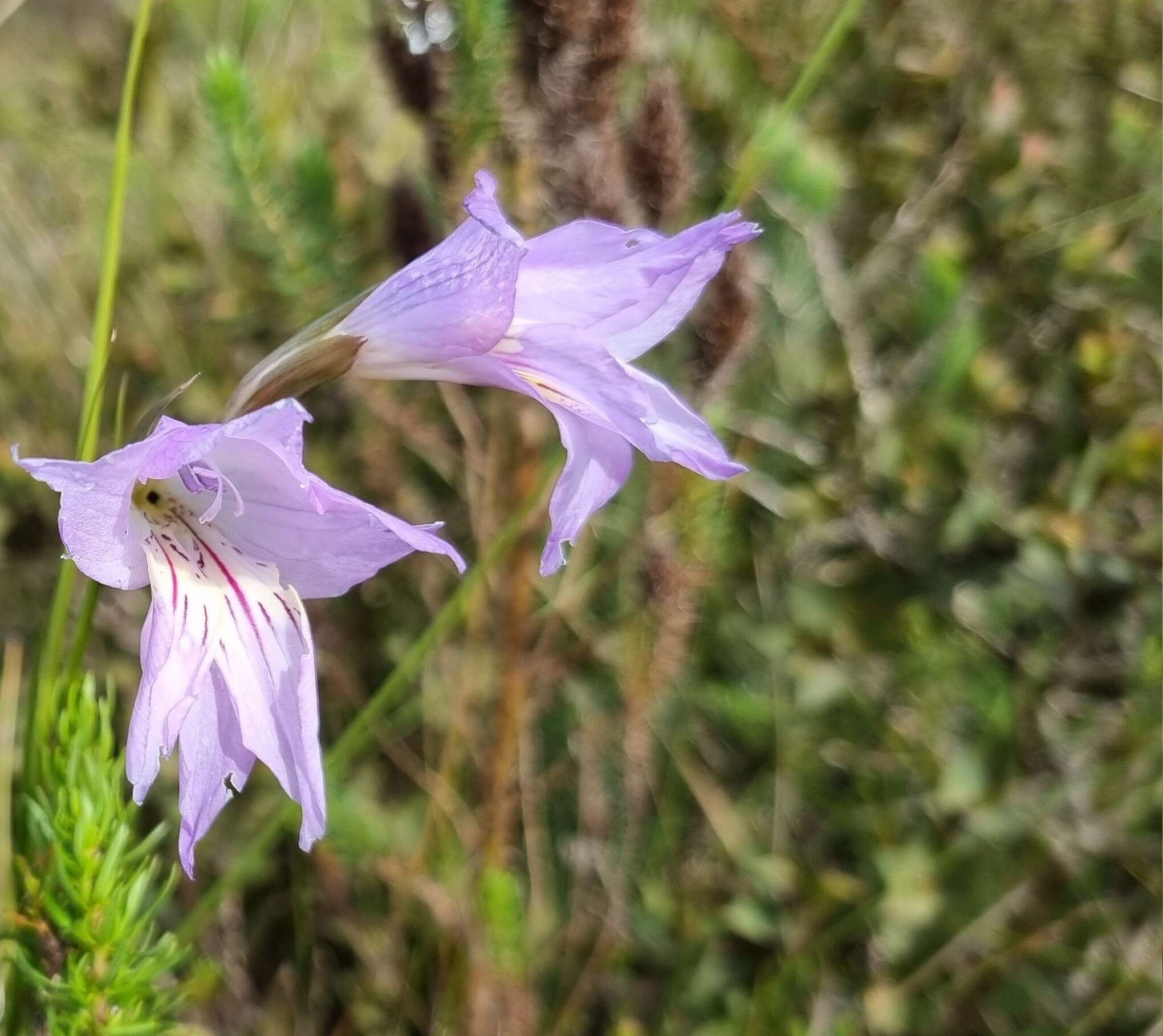 Imagem de Gladiolus blommesteinii L. Bolus