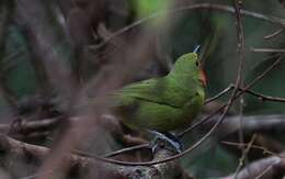 Image of Gorgeous Bushshrike