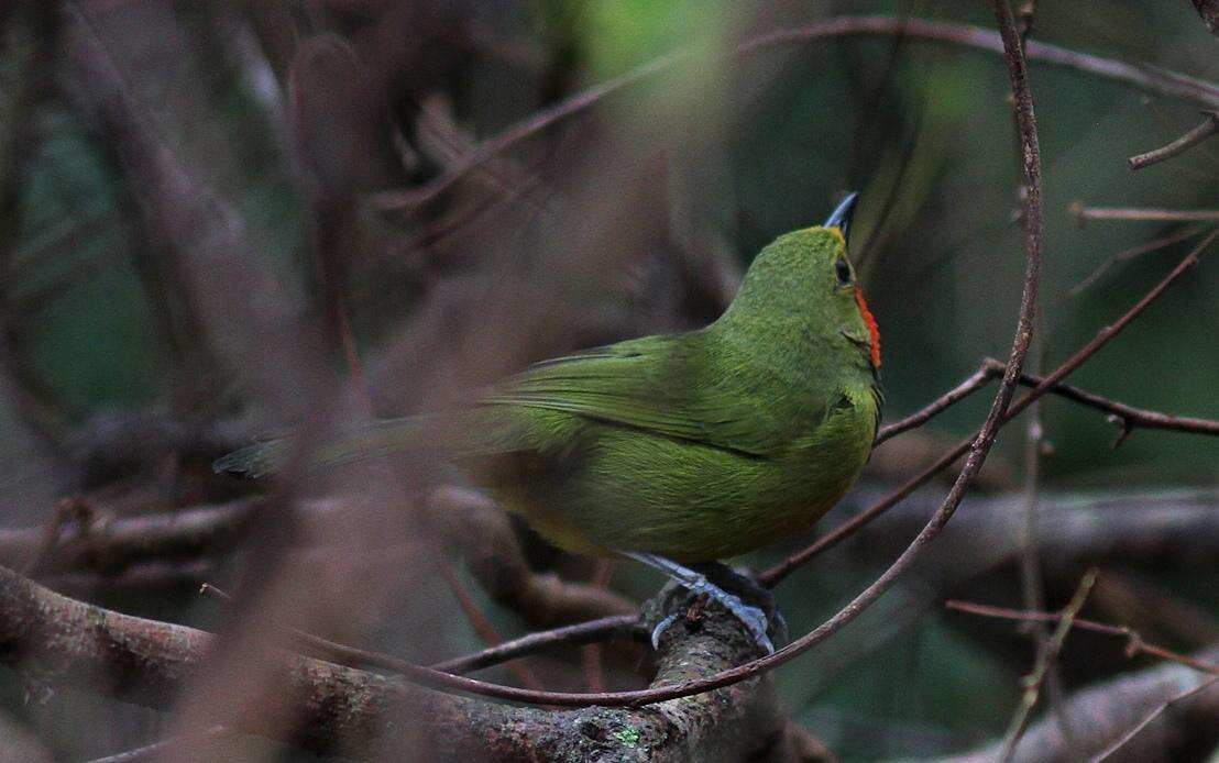 Слика од Telophorus viridis (Vieillot 1817)