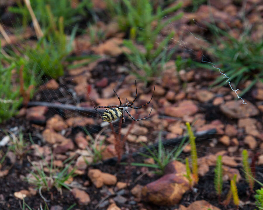 Image of Argiope australis (Walckenaer 1805)