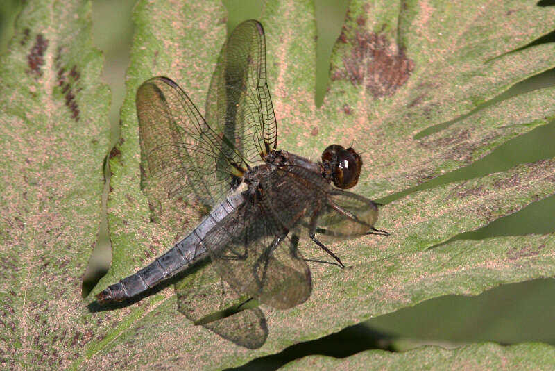 Image of Chalk-fronted Corporal