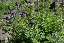 Image of Nepeta supina Steven