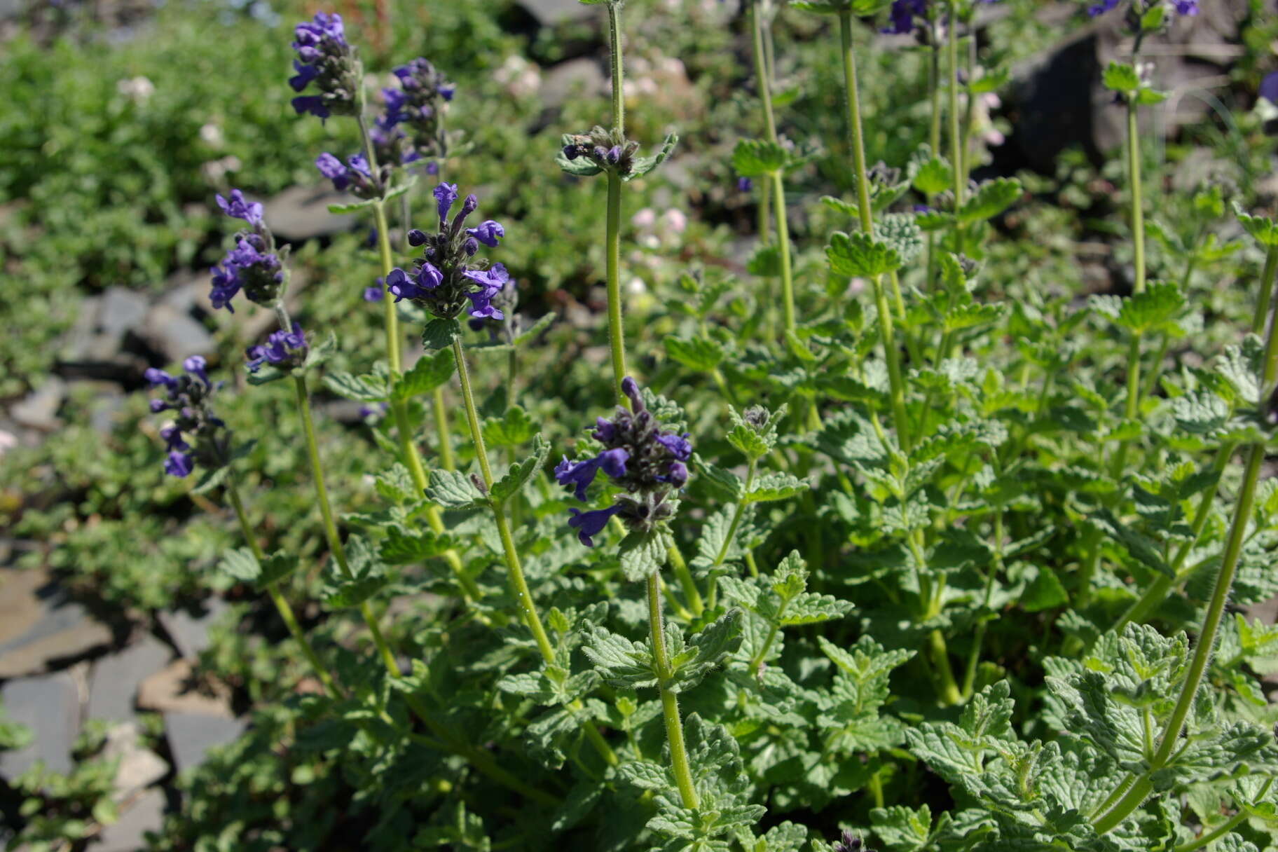 Nepeta supina Steven resmi