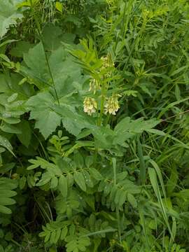 Plancia ëd Astragalus americanus (Hook.) M. E. Jones