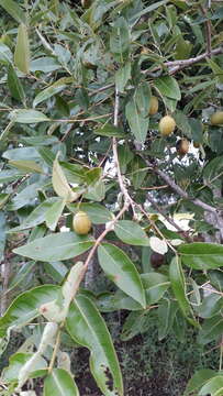 صورة Lagerstroemia parviflora Roxb.