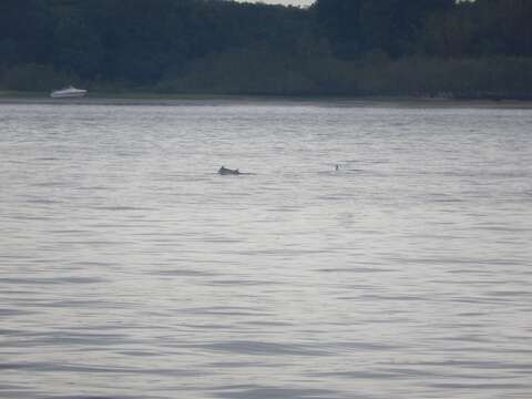 Image of Estuarine Dolphin