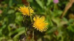 Plancia ëd Sonchus arvensis subsp. uliginosus (M. Bieb.) Nym.