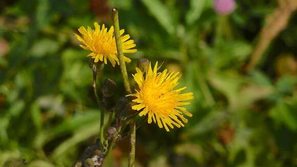 Plancia ëd Sonchus arvensis subsp. uliginosus (M. Bieb.) Nym.