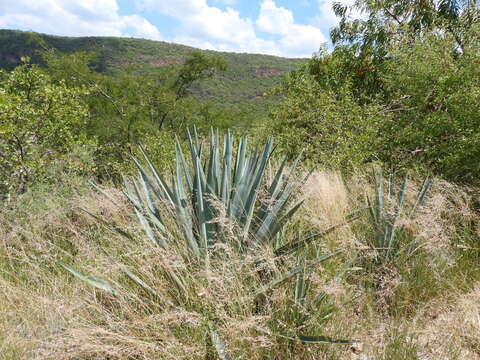 Image of tequila agave