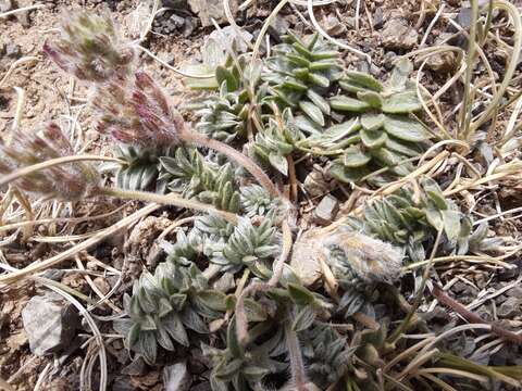 Image of Oxytropis racemosa Turcz.