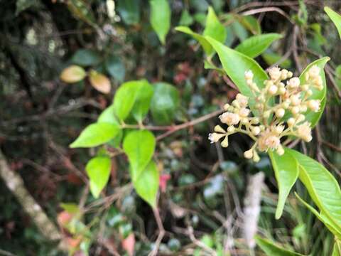 Image of Syzygium crebrinerve (C. T. White) L. A. S. Johnson