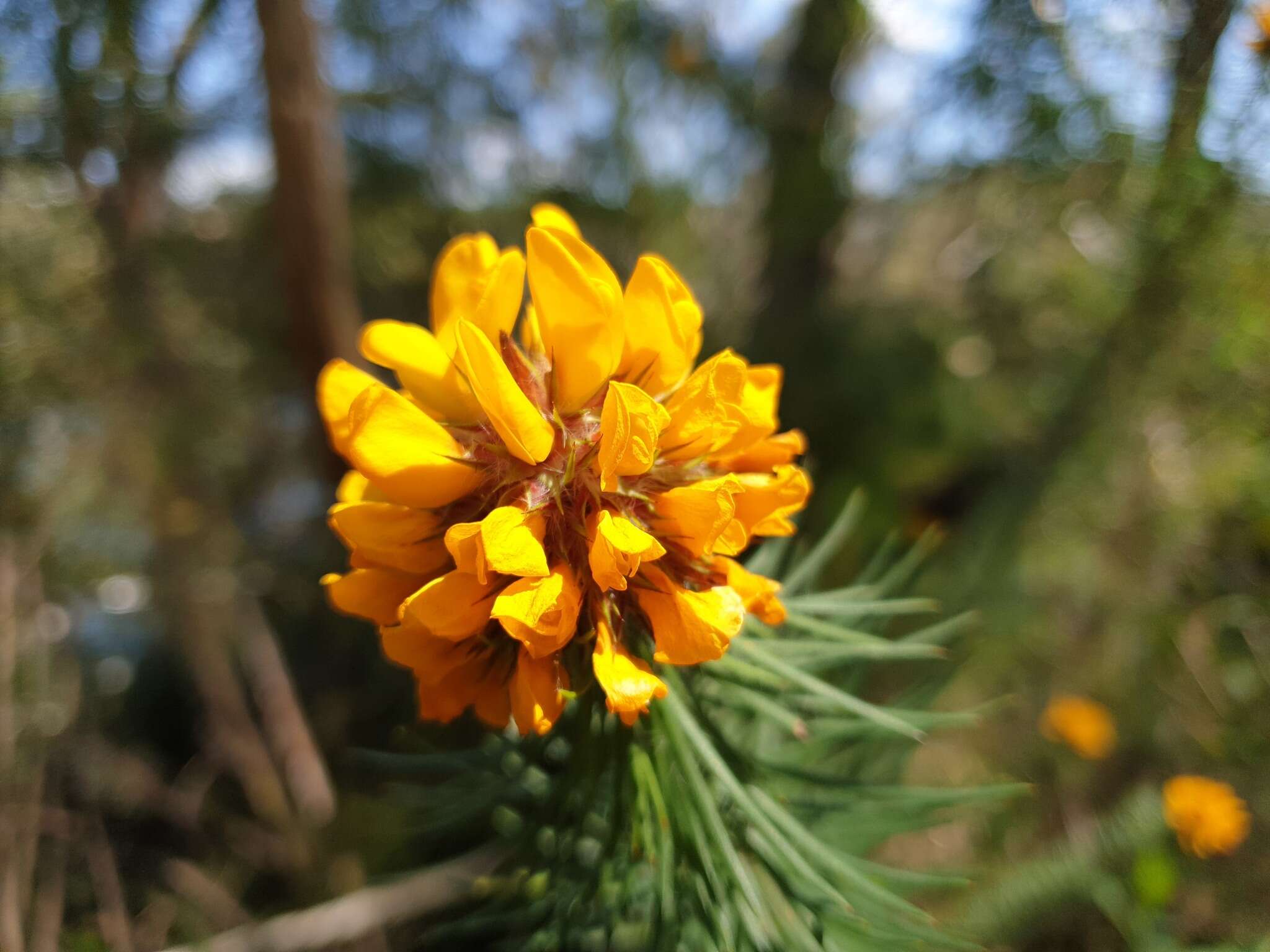 Image of Pultenaea stipularis Sm.