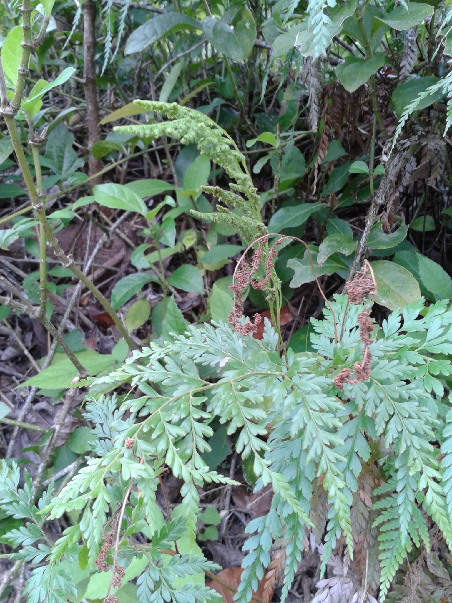 Image of pineland fern