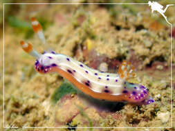 Plancia ëd Hypselodoris maculosa (Pease 1871)