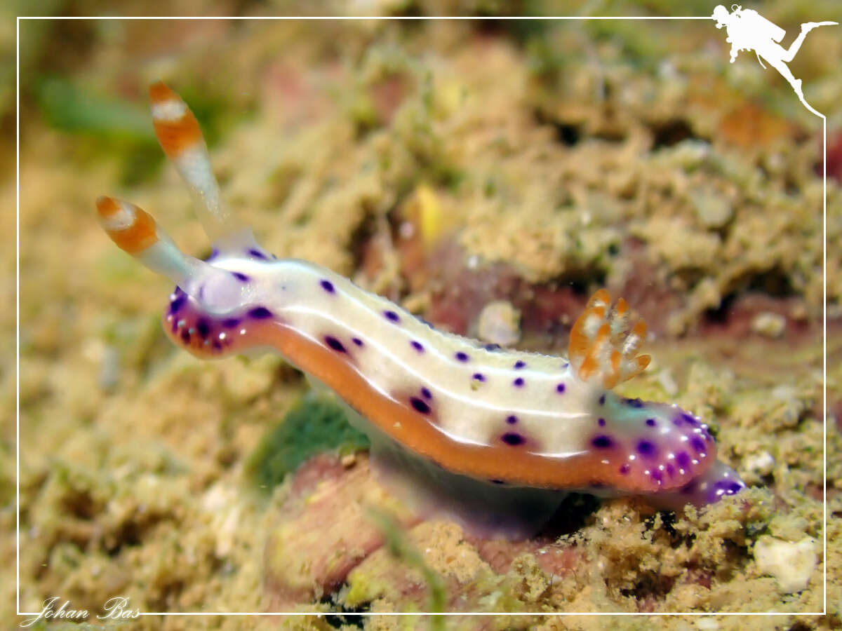 Image de Hypselodoris maculosa (Pease 1871)