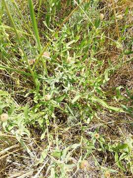 Image of feather-head knapweed