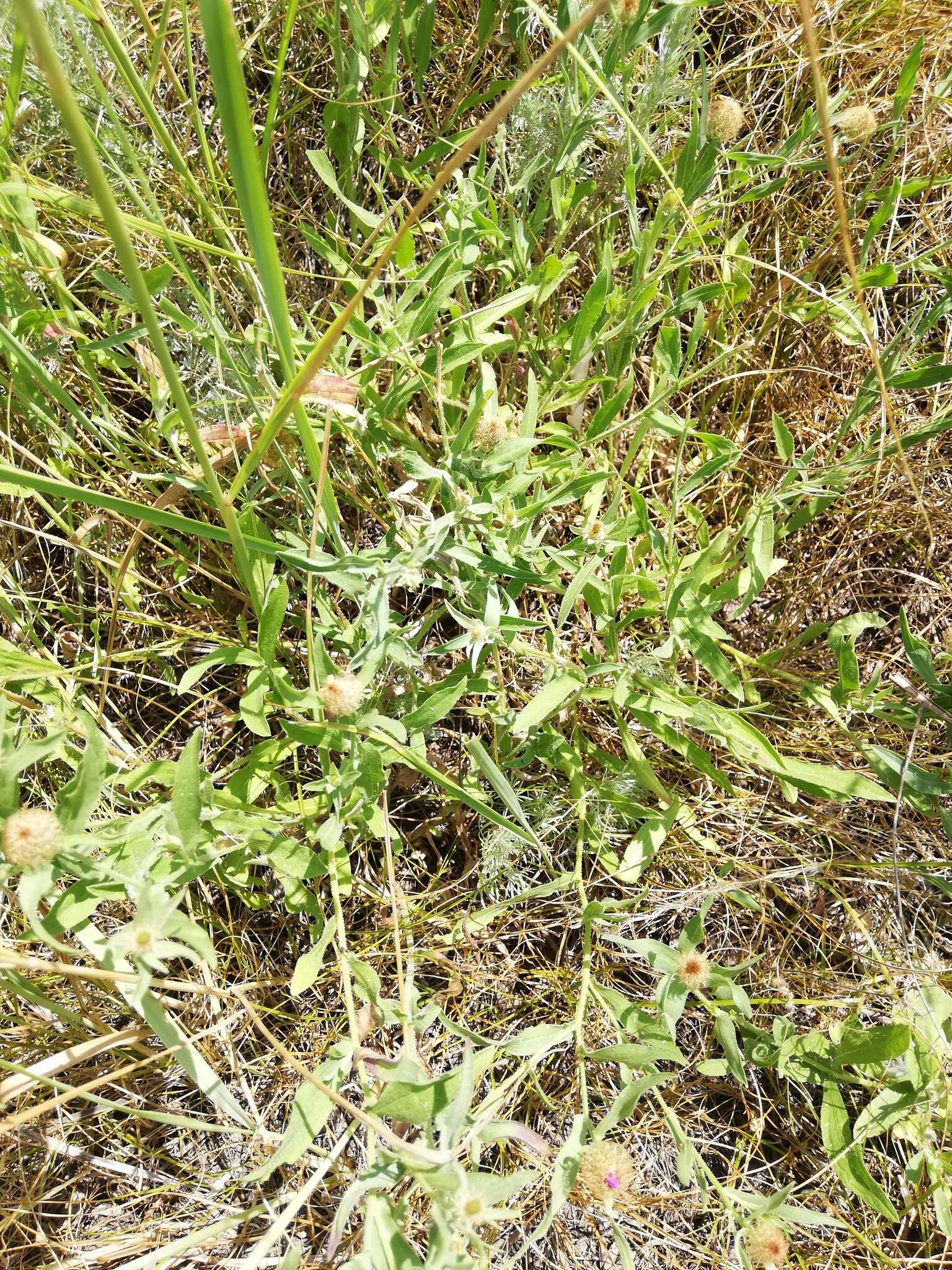 Слика од Centaurea trichocephala Bieb. ex Willd.