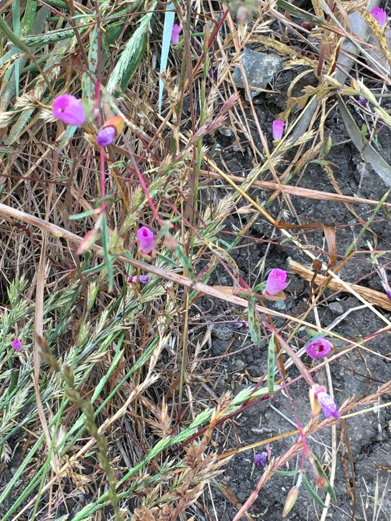 Plancia ëd Clarkia franciscana H. Lewis & Raven