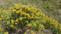 Image of Curry bush