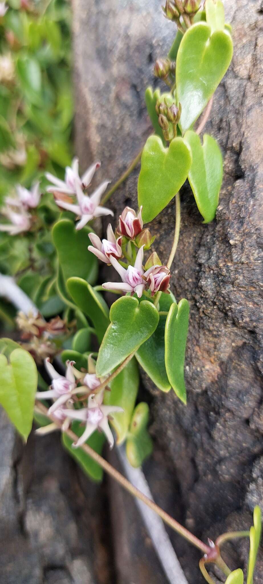 Image of Diplolepis boerhaviifolia (Hook. & Arn.) Liede & Rapini