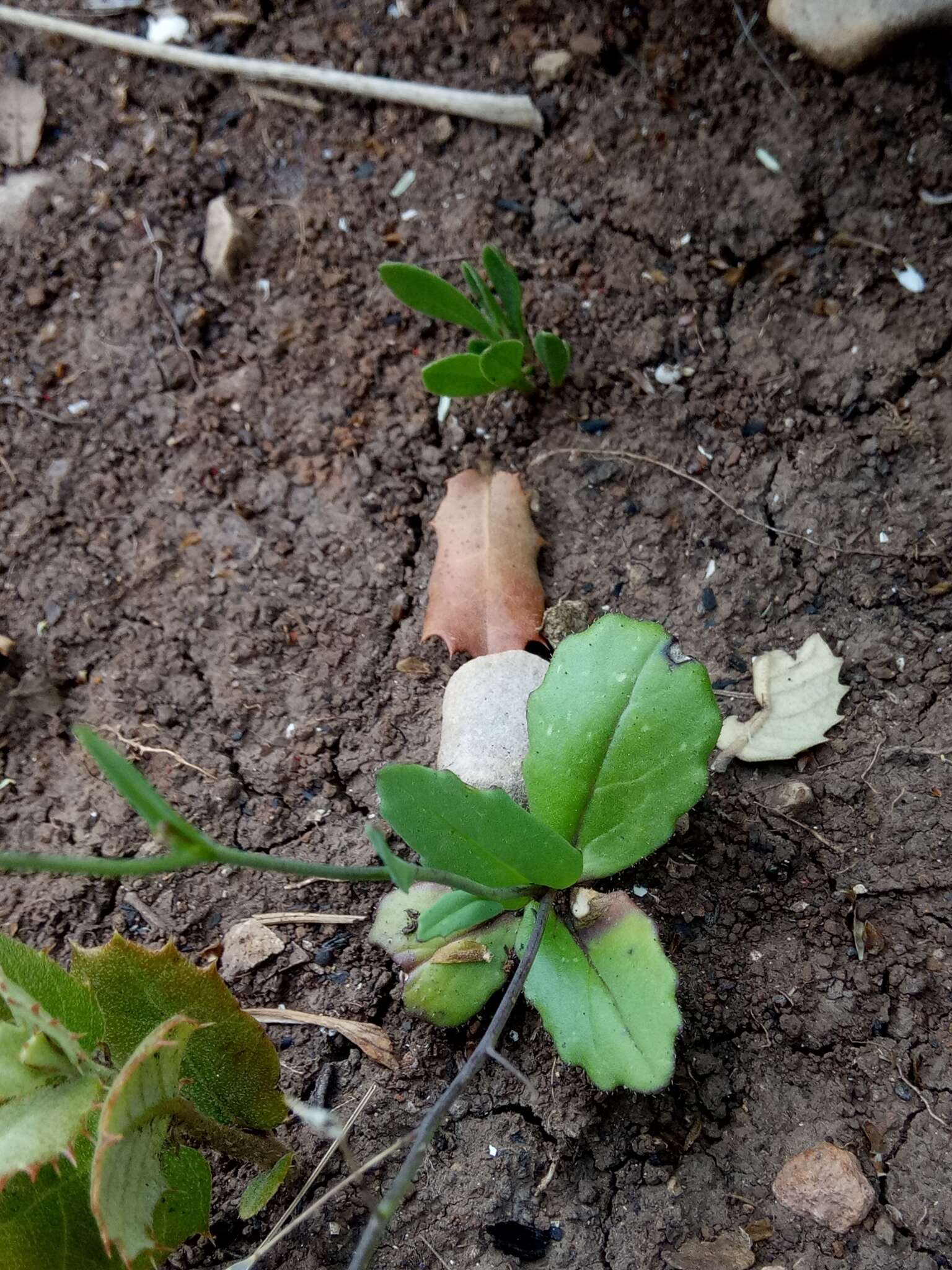 صورة Brassica souliei subsp. amplexicaulis (Desf.) Greuter & Burdet