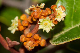 Image de Alphitonia neocaledonica (Schltr.) Guillaum.