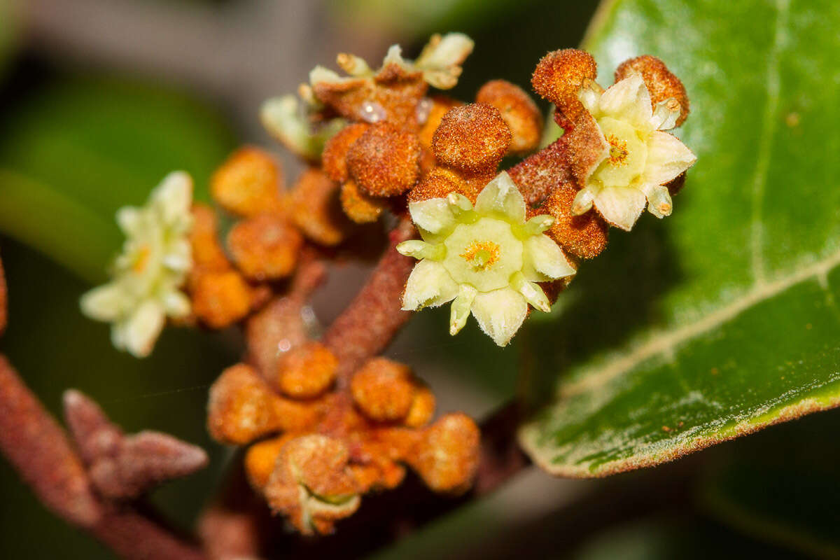 Image de Alphitonia neocaledonica (Schltr.) Guillaum.