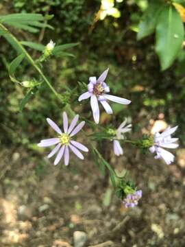 Image of rigid whitetop aster