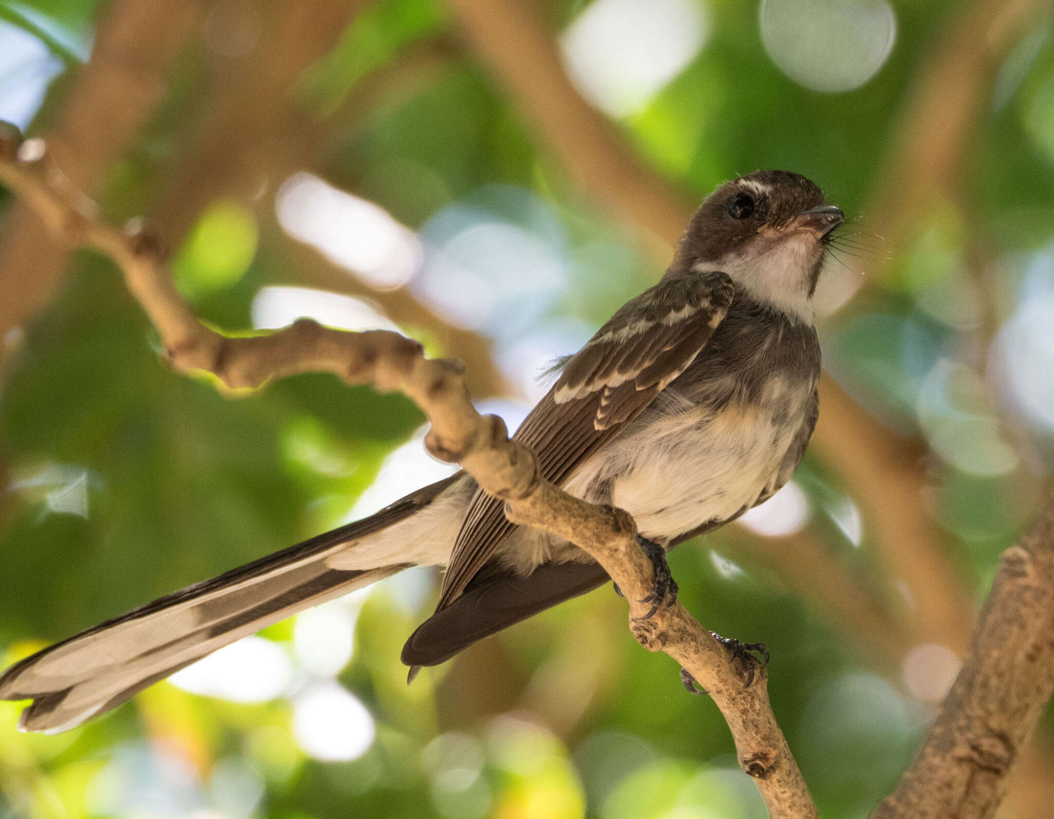 Image of Australian Northern Fantail