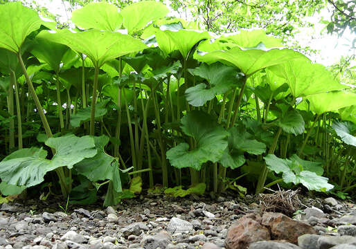 Imagem de Petasites japonicus subsp. giganteus (F. Schmidt ex Trautv.) Kitam.