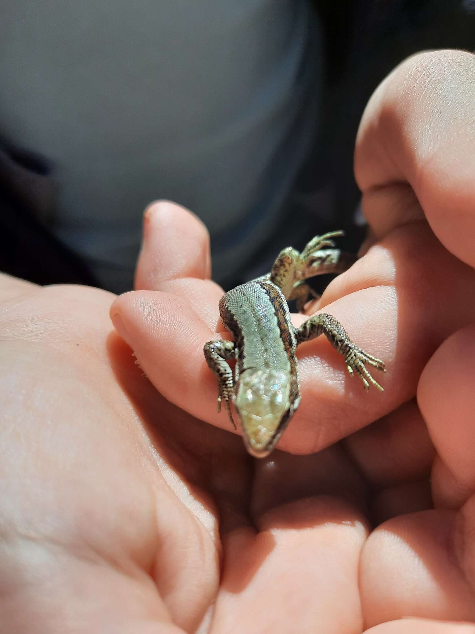 Image of Horvath's rock lizard